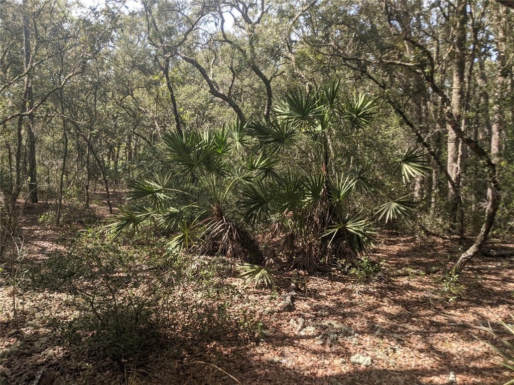 MANUEL STREET WEBSTER, FL 33597