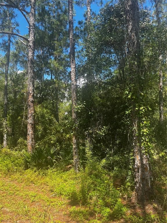 SOUTHEAST AVE WEBSTER, FL 33597