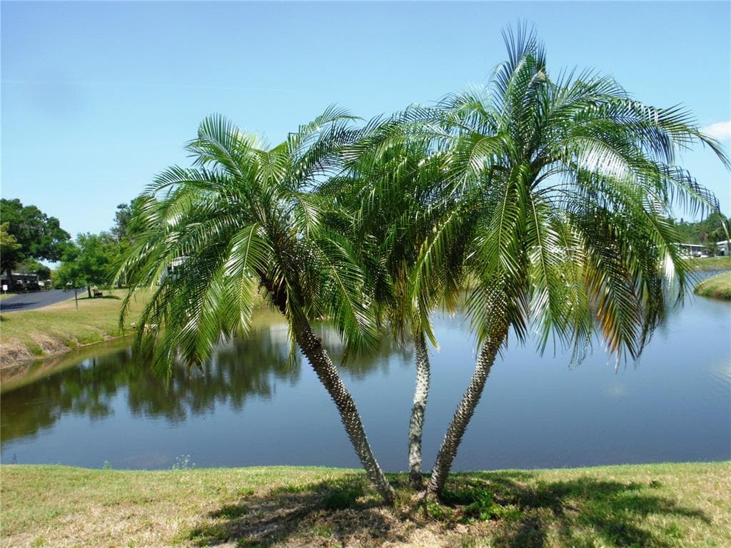 84 COTTAGEWOOD DRIVE UNIT 35 SAFETY HARBOR, FL 34695