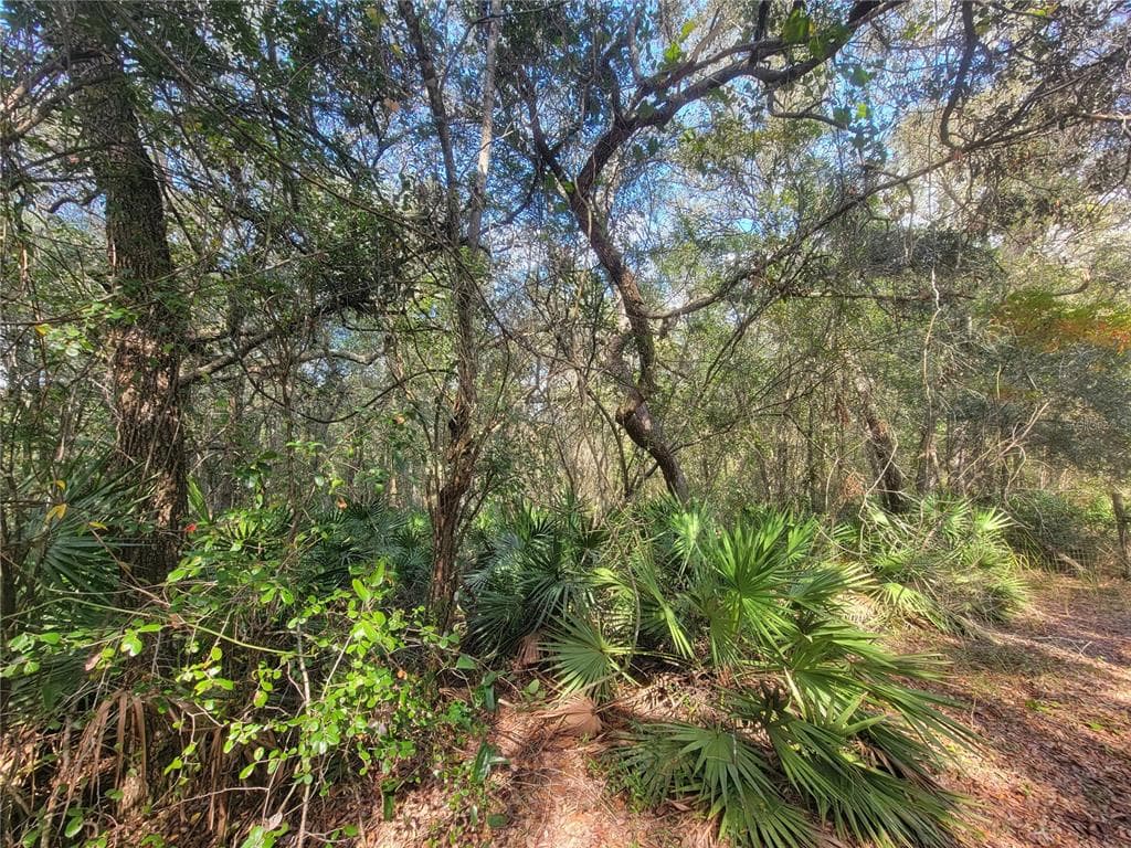 WATT STREET WEBSTER, FL 33597