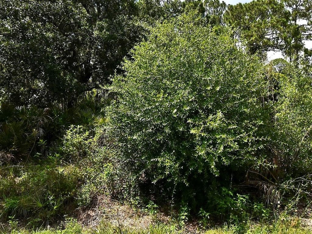 Lot 16 RENTSCHER AVENUE NORTH PORT, FL 34291
