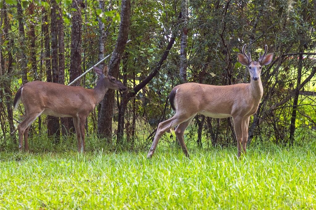 10678 LAKE IAMONIA DRIVE TALLAHASSEE, FL 32312
